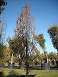 Carpinus Piramidalis