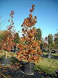 Liquidambar