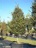 Quercus Ilex