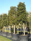 Quercus Ilex