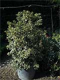 Ilex Aquifolium