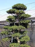 Ilex Crenata Bonsai