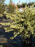 Ligustrum Texano