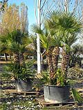 Chamerops Humilis