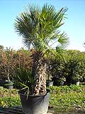 Chamerops Humilis