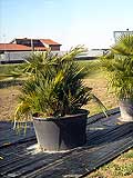 Chamerops Humilis