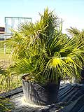 Chamerops Humilis