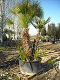 Chamerops Humilis