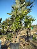 Chamerops Humilis