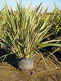 Phormium