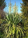 Yucca Gloriosa