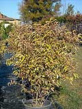 Ligustrum lucidum