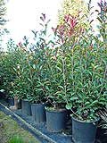 Photinia Red Robin