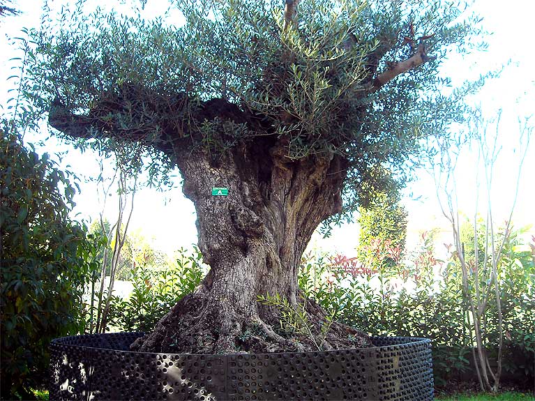 VIVAI MEDIPLANTS a Camposanto di Modena offre una vasta scelta di ulivi,  corbezzoli, sughere, melograni, piante mediterranee ed autoctone, palme e  piante esotiche, a grossisti e privati, puntando sul miglior rapporto  qualit-prezzo.